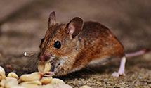 24 Hour & Emergency Exterminators in Lyndon, KY